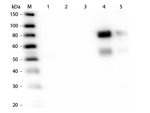 Rat IgG Antibody - Western Blot of Unconjugated Anti-Rat IgM (mu chain) (RABBIT) Antibody  Lane M: 3 µl Molecular Ladder. Lane 1: Rat IgG whole molecule  Lane 2: Rat IgG F(c) Fragment  Lane 3: Rat IgG Fab Fragment  Lane 4: Rat IgM Whole Molecule  Lane 5: Rat Serum  All samples were reduced. Load: 50 ng per lane.