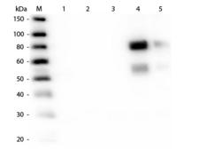 Rat IgG Antibody - Western Blot of Unconjugated Anti-Rat Antibodies. Lane M: 3 µl Molecular Ladder. Lane 1: Rat IgG whole molecule  Lane 2: Rat IgG F(c) Fragment  Lane 3: Rat IgG Fab Fragment  Lane 4: Rat IgM Whole Molecule  Lane 5: Rat Serum  All samples were reduced. Load: 50 ng per lane.