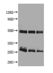 Rat IgG Antibody - Western blot All lanes : Rat IgG antibody at 2ug/ml Lane 1 : Rat IgG protein 70ng Lane 2 : Rat IgG protein 50ng Lane 3 : Rat IgG protein 30ng Secondary Goat polyclonal to Rabbit IgG at 1/50000 dilution