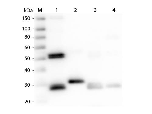 Rat IgG Antibody - Western Blot of Anti-Rat IgG (H&L) (RABBIT) Antibody  Lane M: 3 µl Molecular Ladder. Lane 1: Rat IgG whole molecule  Lane 2: Rat IgG F(c) Fragment  Lane 3: Rat IgG Fab Fragment  Lane 4: Rat IgM Whole Molecule  All samples were reduced. Load: 50 ng per lane.