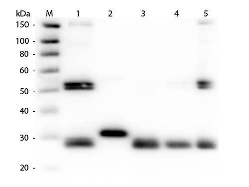 Rat IgG Antibody - Western Blot of Anti-Rat IgG (H&L) (RABBIT) Antibody (Min X Human Serum Proteins)  Lane M: 3 µl Molecular Ladder. Lane 1: Rat IgG whole molecule  Lane 2: Rat IgG F(c) Fragment  Lane 3: Rat IgG Fab Fragment  Lane 4: Rat IgM Whole Molecule  Lane 5: Rat Serum  All samples were reduced. Load: 50 ng per lane.
