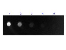 Sheep IgG Fab'2 Antibody - Dot Blot results of Rabbit Anti-Sheep IgG F(ab')2 Antibody Fluorescein Conjugate. Dots are Sheep F(ab')2: (1) 100ng, (2) 33.3ng, (3) 11.1ng, (4) 3.70ng, (5) 1.23ng. Primary Antibody: none. Secondary Antibody: Rabbit Anti-Sheep IgG F(ab')2 Antibody FITC at 1ug/mL in