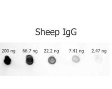 Sheep IgG Antibody - Dot Blot of Rabbit anti-Sheep IgG antibody Alkaline Phosphatase Conjugated. Antigen: Sheep IgG. Load: 200 ng, 66.7 ng, 22.2 ng, 7.41 ng or 2.47 ng as indicated. Primary antibody: N/A. Secondary antibody: Alkaline Phosphatase Conjugated Rabbit anti-Sheep IgG Antibody.