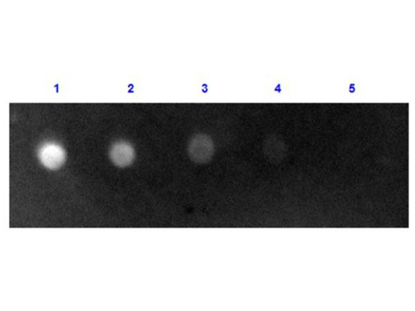 Sheep IgG Antibody - Dot Blot results of Rabbit Anti-Sheep IgG Antibody Fluorescein Conjugate. Dots are Sheep IgG: (1) 100ng, (2) 33.3ng, (3) 11.1ng, (4) 3.70ng, (5) 1.23ng. Primary Antibody: none. Secondary Antibody: Rabbit Anti-Sheep IgG Antibody FITC at 1ug/mL in