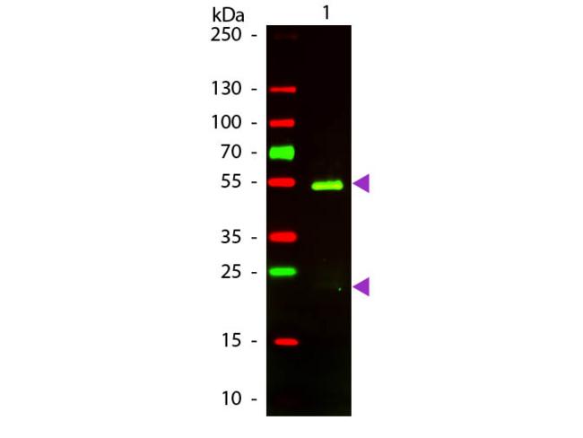 Syrian Hamster IgG Antibody - Western Blot of Texas Red™ conjugated Rabbit F(ab’)2 Anti-Golden Syrian Hamster IgG secondary antibody. Lane 1: Golden Syrian Hamster IgG. Lane 2: None. Load: 50 ng per lane. Primary antibody: None. Secondary antibody: Texas Red™ rabbit F(ab’)2 secondary antibody at 1:1,000 for 60 min at RT.
