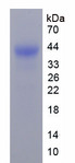 ANXA1 / Annexin A1 Protein - Recombinant Annexin A1 By SDS-PAGE