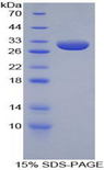 APOA1 / Apolipoprotein A 1 Protein - Recombinant Apolipoprotein A1 By SDS-PAGE