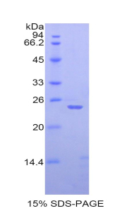 BMP4 Protein - Recombinant Bone Morphogenetic Protein 4 By SDS-PAGE