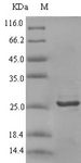 CXCL9 / MIG Protein - (Tris-Glycine gel) Discontinuous SDS-PAGE (reduced) with 5% enrichment gel and 15% separation gel.