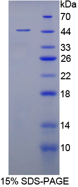 ENO3 / Enolase 3 Protein - Recombinant Enolase, Muscle Specific By SDS-PAGE