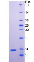 FGF2 / Basic FGF Protein - Recombinant Fibroblast Growth Factor 2, Basic By SDS-PAGE