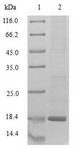 HINT / HINT1 Protein - (Tris-Glycine gel) Discontinuous SDS-PAGE (reduced) with 5% enrichment gel and 15% separation gel.