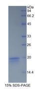 IFN Gamma / Interferon Gamma Protein - Recombinant Interferon Gamma By SDS-PAGE