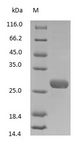 Rabbit IgG Fab Protein - (Tris-Glycine gel) Discontinuous SDS-PAGE (reduced) with 5% enrichment gel and 15% separation gel.