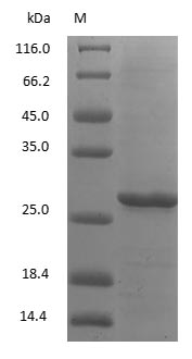 Rabbit IgG Fc Protein - (Tris-Glycine gel) Discontinuous SDS-PAGE (reduced) with 5% enrichment gel and 15% separation gel.