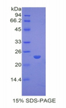 PPARG / PPAR Gamma Protein - Recombinant Peroxisome Proliferator Activated Receptor Gamma By SDS-PAGE