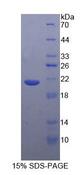 TNF Alpha Protein - Recombinant Tumor Necrosis Factor Alpha By SDS-PAGE