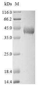 TPM1 / Tropomyosin Protein - (Tris-Glycine gel) Discontinuous SDS-PAGE (reduced) with 5% enrichment gel and 15% separation gel.