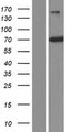 RABEP2 Protein - Western validation with an anti-DDK antibody * L: Control HEK293 lysate R: Over-expression lysate