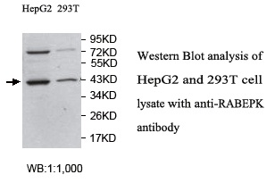 RABEPK / p40 Antibody