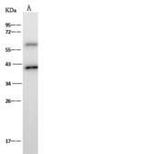 RABEPK / p40 Antibody - Anti-RABEPK rabbit polyclonal antibody at 1:500 dilution. Lane A: K562 Whole Cell Lysate. Lysates/proteins at 30 ug per lane. Secondary: Goat Anti-Rabbit IgG (H+L)/HRP at 1/10000 dilution. Developed using the ECL technique. Performed under reducing conditions. Predicted band size: 41 kDa. Observed band size: 41 kDa.