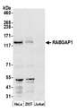 RABGAP1 Antibody - Detection of human RABGAP1 by western blot. Samples: Whole cell lysate (50 µg) from HeLa, HEK293T, and Jurkat cells prepared using NETN lysis buffer. Antibody: Affinity purified rabbit anti-RABGAP1 antibody used for WB at 0.4 µg/ml. Detection: Chemiluminescence with an exposure time of 30 seconds.
