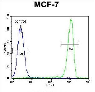 RABGAP1 Antibody - RABGAP1 Antibody flow cytometry of MCF-7 cells (right histogram) compared to a negative control cell (left histogram). FITC-conjugated goat-anti-rabbit secondary antibodies were used for the analysis.