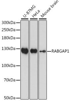 RABGAP1 Antibody - Western blot analysis of extracts of various cell lines using RABGAP1 Polyclonal Antibody at dilution of 1:1000.