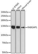 RABGAP1 Antibody - Western blot analysis of extracts of various cell lines using RABGAP1 Polyclonal Antibody at dilution of 1:1000.