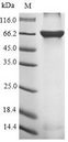 POLR2G / RPB7 Protein - (Tris-Glycine gel) Discontinuous SDS-PAGE (reduced) with 5% enrichment gel and 15% separation gel.