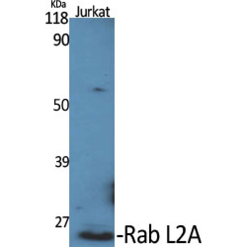 RABL2A Antibody - Western blot of Rab L2A antibody