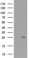 RABL2A Antibody - HEK293T cells were transfected with the pCMV6-ENTRY control (Left lane) or pCMV6-ENTRY RABL2A (Right lane) cDNA for 48 hrs and lysed. Equivalent amounts of cell lysates (5 ug per lane) were separated by SDS-PAGE and immunoblotted with anti-RABL2A.