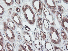 RABL2A Antibody - IHC of paraffin-embedded Human Kidney tissue using anti-RABL2A mouse monoclonal antibody.