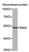RABL2A Antibody - Western blot analysis of recombinant protein.
