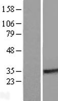 RABL2A Protein - Western validation with an anti-DDK antibody * L: Control HEK293 lysate R: Over-expression lysate