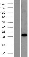 RABL2B Protein - Western validation with an anti-DDK antibody * L: Control HEK293 lysate R: Over-expression lysate