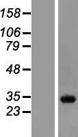 RABL3 Protein - Western validation with an anti-DDK antibody * L: Control HEK293 lysate R: Over-expression lysate