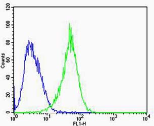 RAC1 Antibody - Flow cytometric of U-87 MG cells with RAC1 (green) compared to an isotype control of mouse IgG2b (blue). Antibody was diluted at 1:100 dilution. An Alexa Fluor 488 goat anti-mouse lgG at 1:400 dilution was used as the secondary antibody.