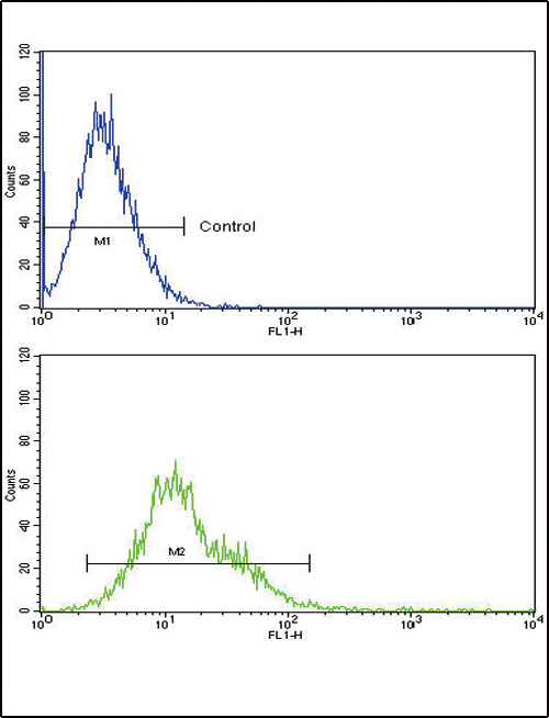 RAC2 Antibody - RAC2 Antibody flow cytometry of k562 cells (bottom histogram) compared to a negative control cell (top histogram). FITC-conjugated goat-anti-rabbit secondary antibodies were used for the analysis.