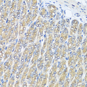RAC2 Antibody - Immunohistochemistry of paraffin-embedded mouse stomach tissue.