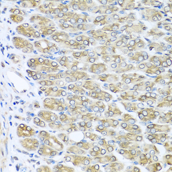 RAC2 Antibody - Immunohistochemistry of paraffin-embedded mouse stomach using RAC2 antibodyat dilution of 1:100 (40x lens).