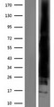 RAC2 Protein - Western validation with an anti-DDK antibody * L: Control HEK293 lysate R: Over-expression lysate