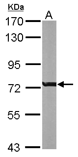 RACGAP1 / MGCRACGAP Antibody - Sample (50 ug of whole cell lysate). A: mouse heart. 7.5% SDS PAGE. RACGAP1 / MGCRACGAP antibody diluted at 1:1000.