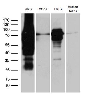 RACGAP1 / MGCRACGAP Antibody - Western blot analysis of extracts. (35ug) from 3 different cell lines and human testis tissue lysate by using anti-RACGAP1 monoclonal antibody. (1:500)