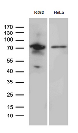 RACGAP1 / MGCRACGAP Antibody - Western blot analysis of extracts. (35ug) from 2 different cell lines by using anti-RACGAP1 monoclonal antibody. (1:500)
