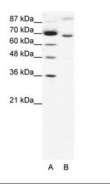 RACGAP1 / MGCRACGAP Antibody - A: Marker, B: HepG2 Cell Lysate.  This image was taken for the unconjugated form of this product. Other forms have not been tested.