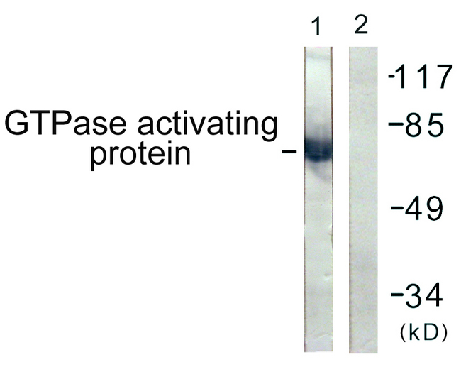 RACGAP1 / MGCRACGAP Antibody - Western blot analysis of lysates from COS7 cells, using GTPase Activating Protein Antibody. The lane on the right is blocked with the synthesized peptide.