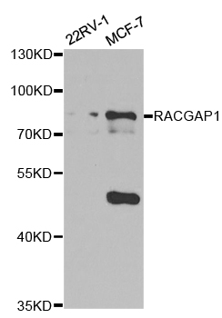 RACGAP1 / MGCRACGAP Antibody - Western blot analysis of extracts of various cell lines, using RACGAP1 antibody.