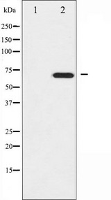 RACGAP1 / MGCRACGAP Antibody - Western blot analysis of GTPase Activating Protein expression in COS7 whole cells lysates. The lane on the left is treated with the antigen-specific peptide.