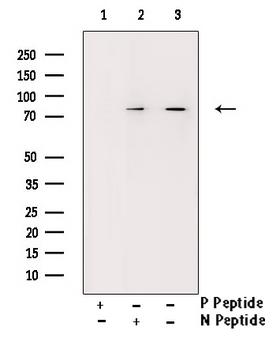 RACGAP1 / MGCRACGAP Antibody - Western blot analysis of Phospho-GTPase Activating Protein (Ser387) antibody expression in COS7 cells lysates. The lane on the right is treated with the antigen-specific peptide.